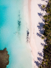 High angle view of palm trees on beach