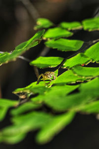 Close-up of green frog on leaf