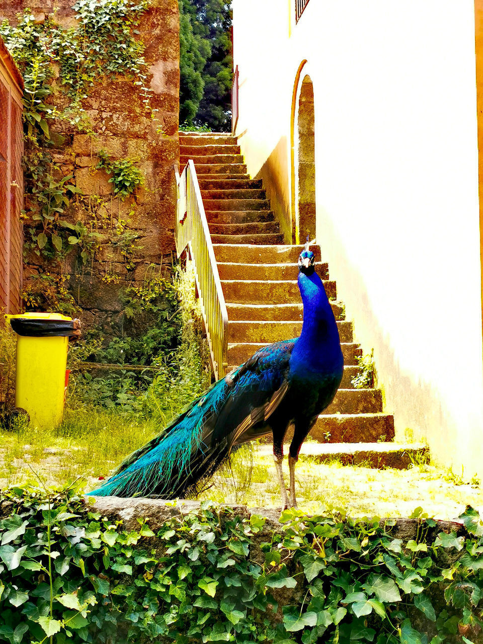 HIGH ANGLE VIEW OF A BIRD