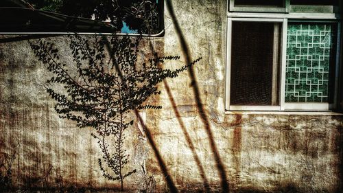 Plants growing by window