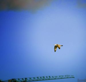 Low angle view of bird flying against clear blue sky