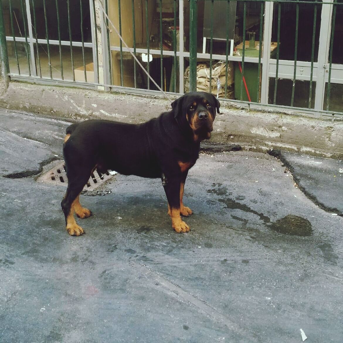 domestic animals, pets, one animal, animal themes, dog, mammal, building exterior, built structure, full length, architecture, house, looking at camera, outdoors, standing, pet collar, day, portrait, street, sitting, black color