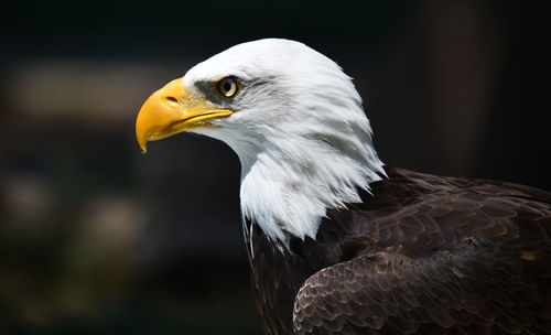 Close-up of eagle