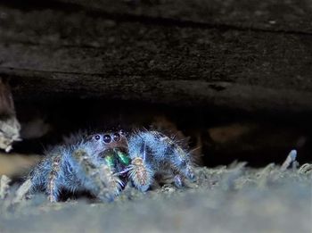 Close-up of caterpillar