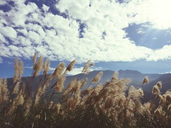 Plants on field against sky