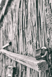 Close-up of bamboo on wood