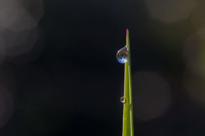 Close-up of insect on plant against blurred background