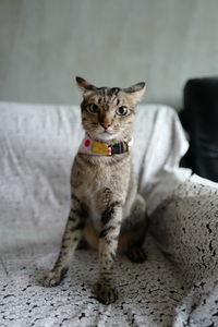 Portrait of cat sitting on floor at home