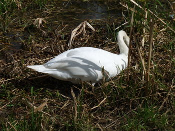 High angle view of swan on field