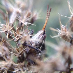 Close-up of insect on flower