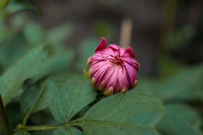 Close-up of pink flowering plant