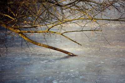 Close-up of bare tree