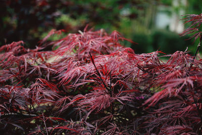 Close-up of autumn leaves in forest