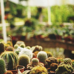 Close-up of cactus