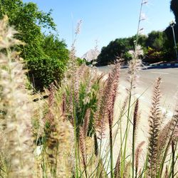Close-up of fresh plants on field against sky