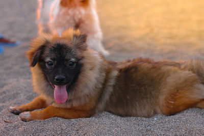 Portrait of dog sticking out tongue on beach