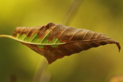Close-up of leaf