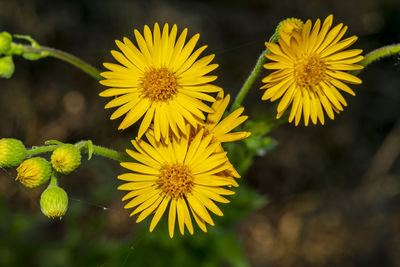 Close-up of yellow flowering plant