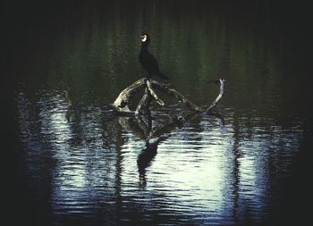 Reflection of trees in water