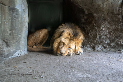 Old lion resting in a zoo