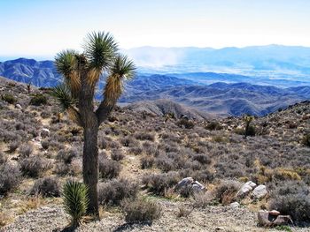 Scenic view of desert against sky