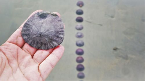 Close-up of hand holding purple flower