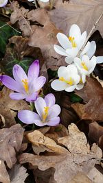 Close-up of purple crocus