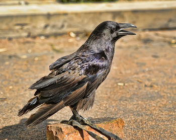 Close-up of bird perching on wood