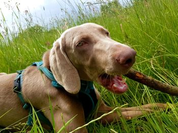 Dog looking away on field