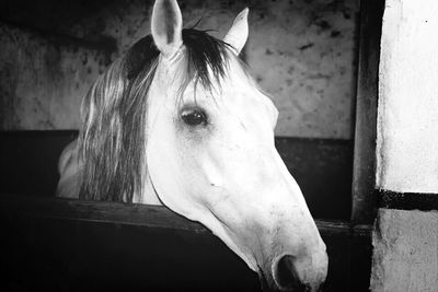 Close-up of horse