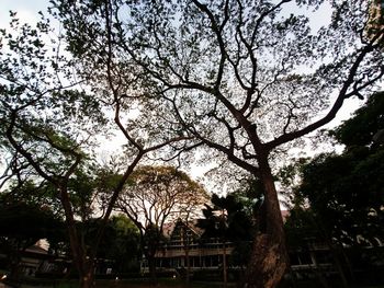 Low angle view of trees and building against sky