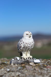 Close-up of bird perching on rock