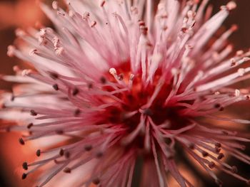 Full frame shot of pink flower