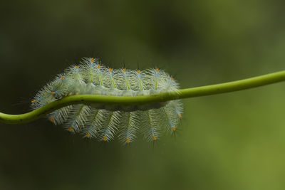 Close-up of fern