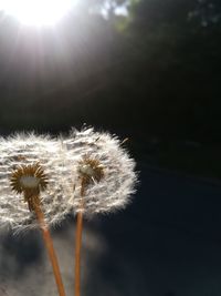 Close-up of dandelion against bright sun