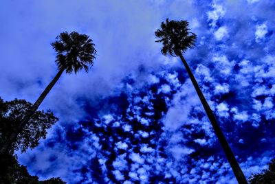 Low angle view of trees against sky