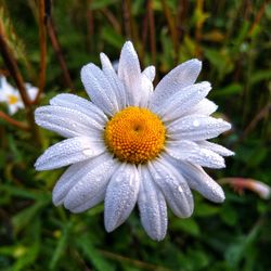 Close-up of purple white flower