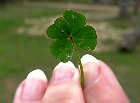 person, focus on foreground, close-up, part of, green color, holding, freshness, leaf, cropped, fragility, flower, personal perspective, unrecognizable person, nature, human finger, growth, beauty in nature