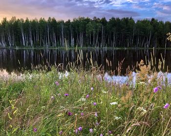 Purple flowering plants on field by lake against sky