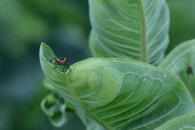 Close-up of a black and red insect on leaf