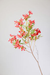 Close-up of red flower against white background