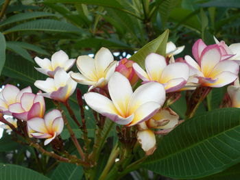 Close-up of frangipani blooming outdoors