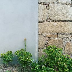 Plants growing on wall of old building