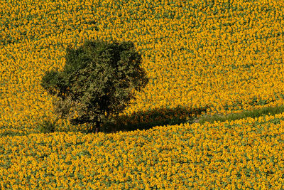 Yellow flowers growing in field