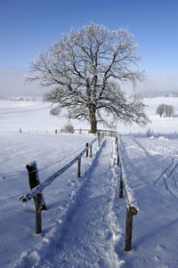 Bare tree on snow covered field against sky