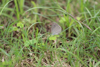 Close-up of butterfly on grass
