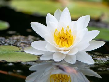 Close-up of white water lily in pond