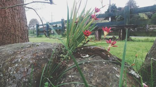 Close-up of plants against built structures