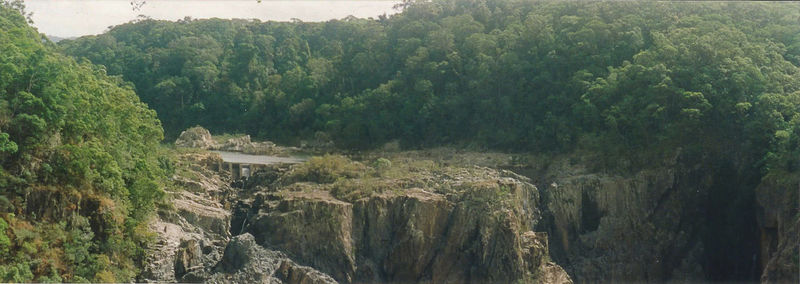 High angle view of trees in forest