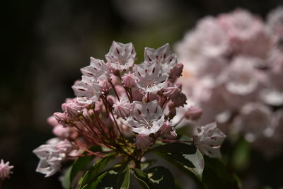 Close-up of pink cherry blossoms